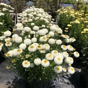 Real Tiny Bubbles Shasta Daisy Leucanthemum Superbum Perennial Live Plant - Well-Rooted Plug - Multicolor Blooms