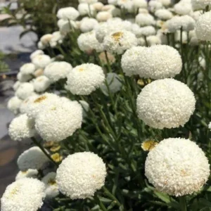 Real Tiny Bubbles Shasta Daisy Leucanthemum Superbum Perennial Live Plant - Well-Rooted Plug - Multicolor Blooms