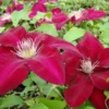 Rebecca Clematis Vine - Red Blooms - 2.5 inch Pot - Climbing Flower