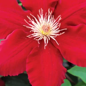 Rebecca Clematis Vine - Red Blooms - 2.5 inch Pot - Climbing Flower