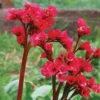 Red Beauty Bergenia cordifolia Plant - 4" Pot - Hardy Shade Garden