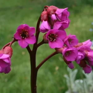 Red Beauty Bergenia cordifolia Plant - 4" Pot - Hardy Shade Garden