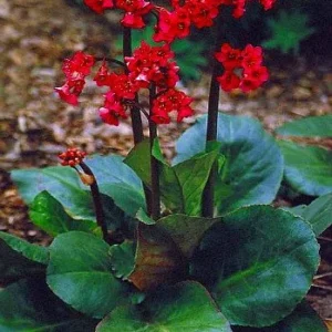 Red Beauty Bergenia cordifolia Plant - 4