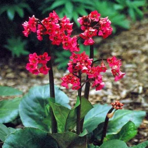 Red Beauty Bergenia cordifolia Plant - 4