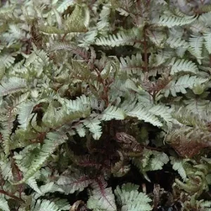 Red Beauty Japanese Painted Fern - Athyrium Niponicum - 5.25 Inch Potted Plant