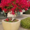 Red Bougainvillea Plant - Everblooming Vine - 4 inch Pot - Patio, Indoor/Outdoor