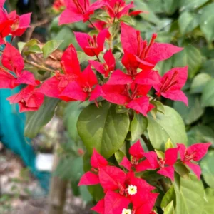 Red Bougainvillea Plant - Everblooming Vine - 4 inch Pot - Patio, Indoor/Outdoor
