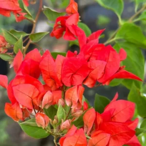 Red Bougainvillea Plant - Everblooming Vine - 4 inch Pot - Patio, Indoor/Outdoor