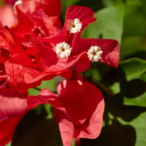 Red Bougainvillea Plant - Everblooming Vine - 4 inch Pot - Patio, Indoor/Outdoor