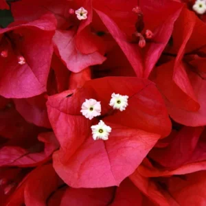 Red Bougainvillea Plant - Everblooming Vine - 4 inch Pot - Patio, Indoor/Outdoor