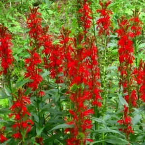 Red Cardinal Flower 5 Roots - Lobelia Cardinalis - Scarlet Blooms