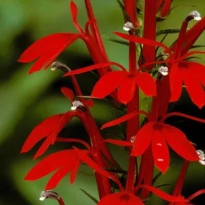 Red Cardinal Flower 5 Roots - Lobelia Cardinalis - Scarlet Blooms