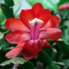 Red Christmas Cactus Plant Live in 4 Inch Pot - Zygocactus Easy to Grow Indoor