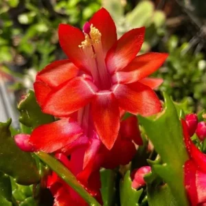 Red Christmas Cactus Plant Live in 4 Inch Pot - Zygocactus Easy to Grow Indoor