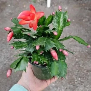 Red Christmas Cactus Plant Live in 4 Inch Pot - Zygocactus Easy to Grow Indoor