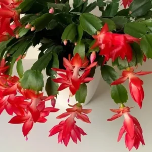 Red Christmas Cactus Plant Live in 4 Inch Pot - Zygocactus Easy to Grow Indoor