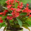 Red Crown of Thorns Plant - Live Euphorbia Milii Succulent 4-6 inch Potted