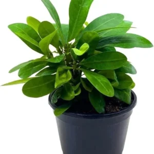 Red Crown of Thorns Plant - Live Euphorbia Milii Succulent 4-6 inch Potted