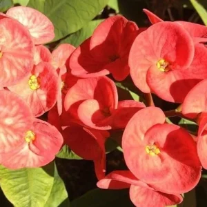 Red Crown of Thorns Plant - Live Euphorbia Milii Succulent 4-6 inch Potted