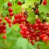 Red Currant Plant - 6-12 Inch Well Rooted Currant Fruit Bush
