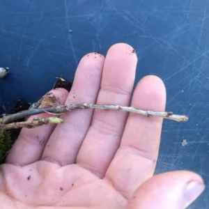 Red Currant Plant - 6-12 Inch Well Rooted Currant Fruit Bush