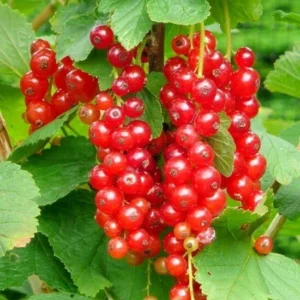 Red Currant Plant - 6-12 Inch Well Rooted Currant Fruit Bush