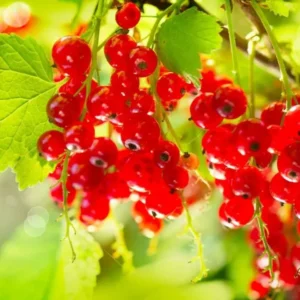 Red Currant Plant - 6-12 Inch Well Rooted Currant Fruit Bush