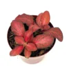 Red Flame Nerve Plant Fittonia Live Potted House Plant 2.5" Air Purifying