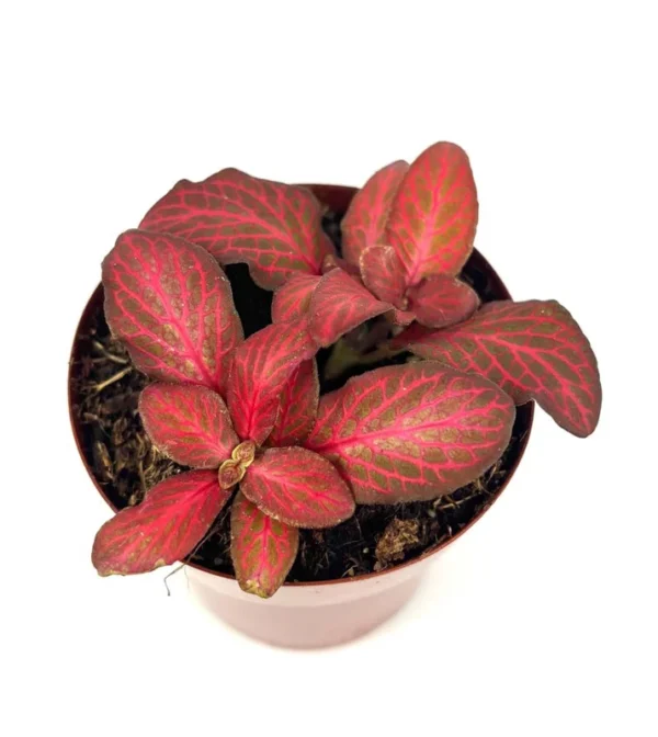 Red Flame Nerve Plant Fittonia Live Potted House Plant 2.5" Air Purifying