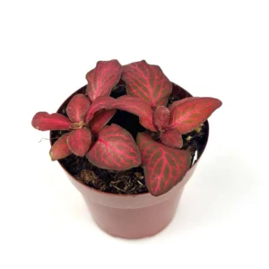 Red Flame Nerve Plant Fittonia Live Potted House Plant 2.5