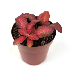Red Flame Nerve Plant Fittonia Live Potted House Plant 2.5