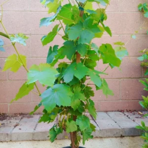 Red Flame Seedless Grape Vine - Vine Plant - Red Grapes - Garden Vine