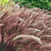 Red Fountain Grass Plant 30 Bare Root Perennial Ornamental Grass Pennisetum setaceum Rubrum Starter Plant