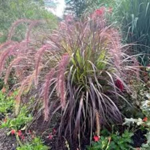 Red Fountain Grass Plant 30 Bare Root Perennial Ornamental Grass Pennisetum setaceum Rubrum Starter Plant