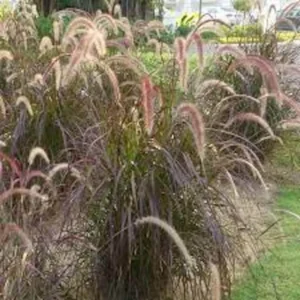 Red Fountain Grass Plant 30 Bare Root Perennial Ornamental Grass Pennisetum setaceum Rubrum Starter Plant