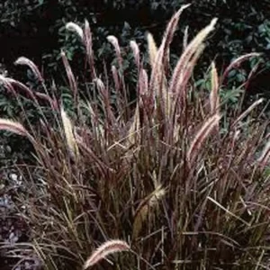 Red Fountain Grass Plant 30 Bare Root Perennial Ornamental Grass Pennisetum setaceum Rubrum Starter Plant