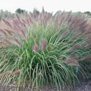 Red Fountain Grass Plant 30 Bare Root Perennial Ornamental Grass Pennisetum setaceum Rubrum Starter Plant
