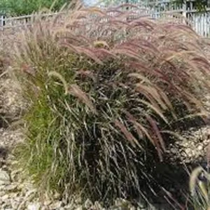 Red Fountain Grass Plant 30 Bare Root Perennial Ornamental Grass Pennisetum setaceum Rubrum Starter Plant
