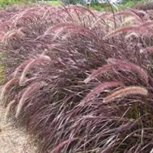 Red Fountain Grass Plant 30 Bare Root Perennial Ornamental Grass Pennisetum setaceum Rubrum Starter Plant