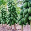 Red Lady Papaya Tree - 1 Gallon Fruit Plant - Fast Fruiting Tropical Variety