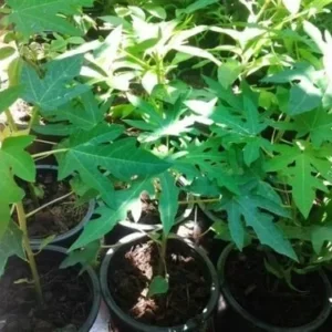 Red Lady Papaya Tree - 1 Gallon Fruit Plant - Fast Fruiting Tropical Variety