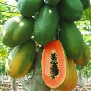 Red Lady Papaya Tree - 1 Gallon Fruit Plant - Fast Fruiting Tropical Variety