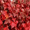 Red Maple Tree Acer Rubrum - 1 Gallon Pot - Vibrant Shade Tree