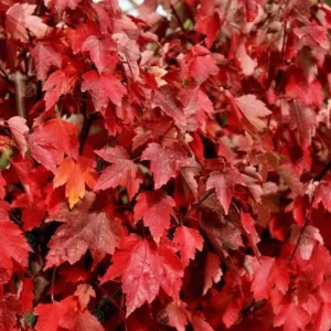 Red Maple Tree Acer Rubrum - 1 Gallon Pot - Vibrant Shade Tree