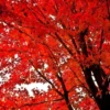 Red Maple Tree - Native Red Maple Plant - Quart Pot Size - 6-12 Inch Tall