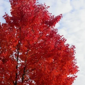 Red Maple Tree - Native Red Maple Plant - Quart Pot Size - 6-12 Inch Tall