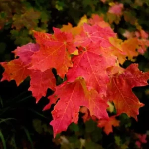 Red Maple Tree - Native Red Maple Plant - Quart Pot Size - 6-12 Inch Tall