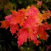 Red Maple Tree Plant - 2.5" Pot Native Red Maple 6-12 Inch Tall Shade Tree