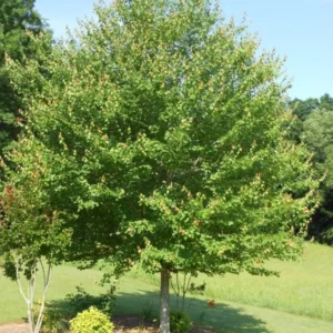 Red Maple Tree Plant - 2.5