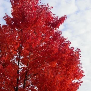 Red Maple Tree Plant - 2.5